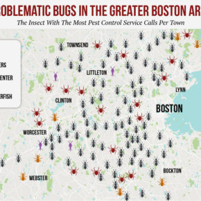 What's the most common bug in the Boston area?