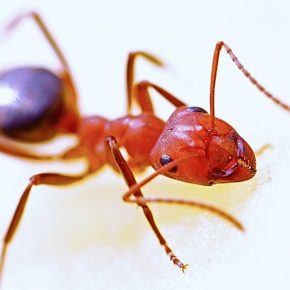 Guide: How to prepare your home for summer pests